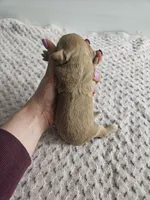 Callie , a female Cavapoo for sale in Crab Orchard, KY – Photo 6 of 6