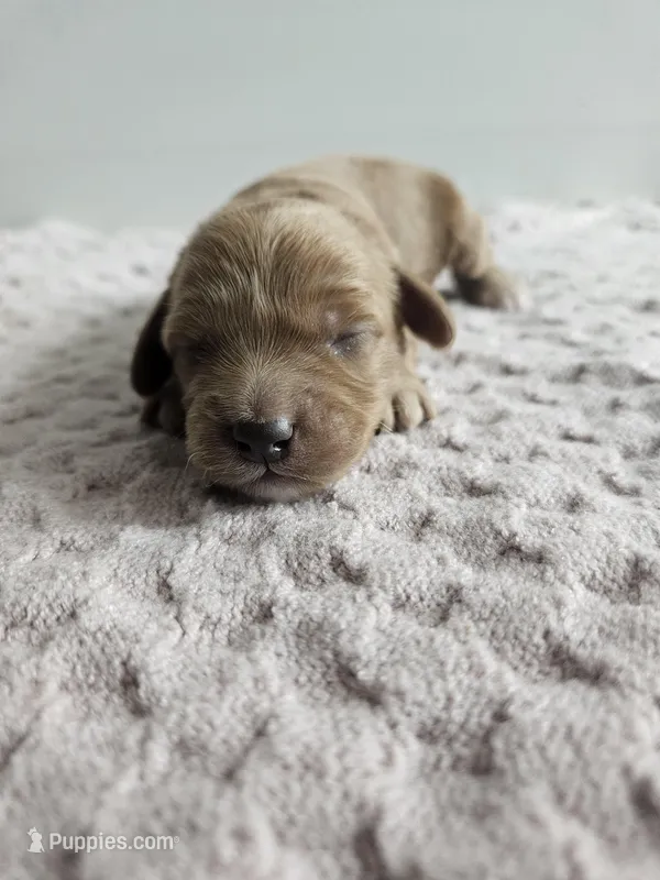 Callie  – Cavapoo puppy for sale in Crab Orchard, KY