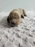 Callie , a female Cavapoo for sale in Crab Orchard, KY – Photo 1 of 6