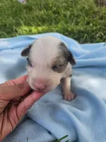 Leo, a male Australian Shepherd for sale in Crab Orchard, KY – 4 of 6