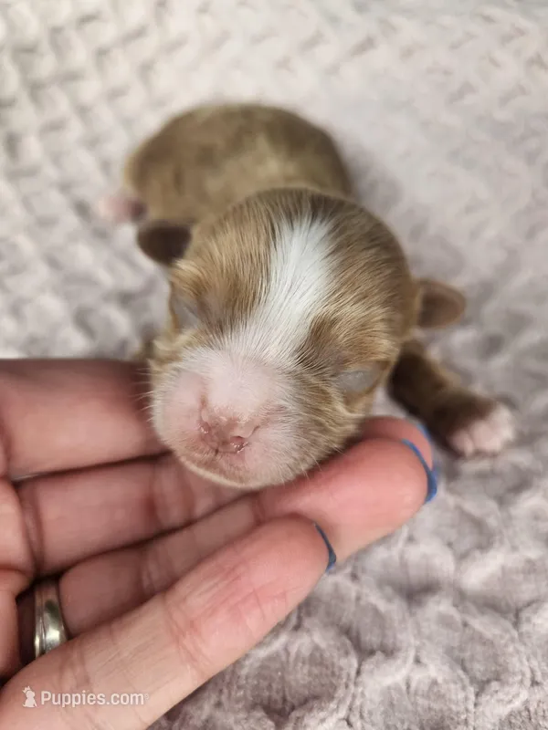 Eli – Cavapoo puppy for sale in Crab Orchard, KY