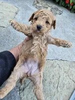 Winnie, a female Bichpoo for sale in Crab Orchard, KY – 6 of 6