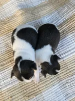 Yoshi, a male Rat Terrier for sale in Crab Orchard, KY – 3 of 3