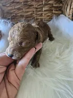 Gentry, a male Cavapoo for sale in Crab Orchard, KY – 5 of 7