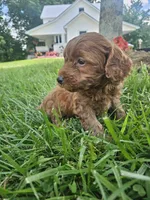 Jet, a male Cavapoo for sale in Crab Orchard, KY – 2 of 5