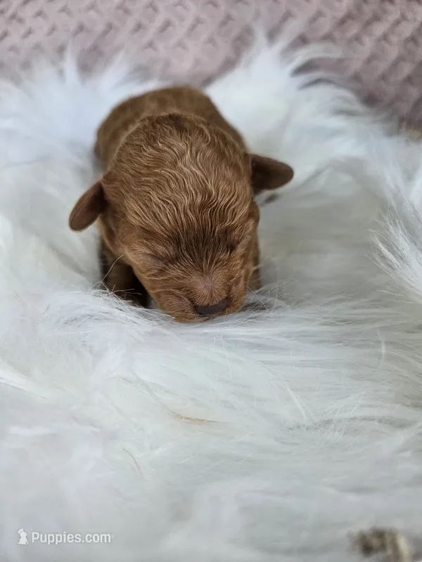 Rosie – Bichpoo puppy for sale in Crab Orchard, KY