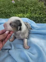 Leo, a male Australian Shepherd for sale in Crab Orchard, KY – 3 of 6
