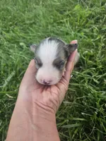 Luna, a female Australian Shepherd for sale in Crab Orchard, KY – 3 of 8