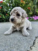 Willow, a female Bichpoo for sale in Crab Orchard, KY – 3 of 5