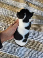Yara, a female Rat Terrier for sale in Crab Orchard, KY – 3 of 4