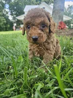 Joker, a male Cavapoo for sale in Crab Orchard, KY – 2 of 4
