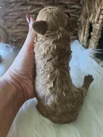 Griff, a male Cavapoo for sale in Crab Orchard, KY – 5 of 7
