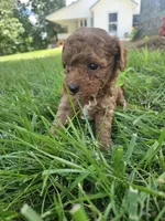 Sarge, a male Cavapoo for sale in Crab Orchard, KY – 3 of 5