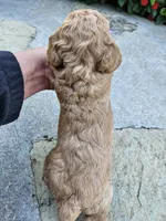 Winnie, a female Bichpoo for sale in Crab Orchard, KY – 3 of 6