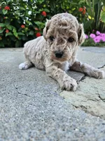 Wren, a female Bichpoo for sale in Crab Orchard, KY – 4 of 6