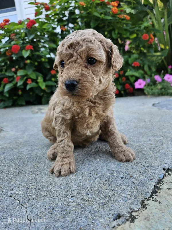 Waffle – Bichpoo puppy for sale in Crab Orchard, KY