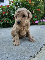 Waffle, a female Bichpoo for sale in Crab Orchard, KY – 1 of 5