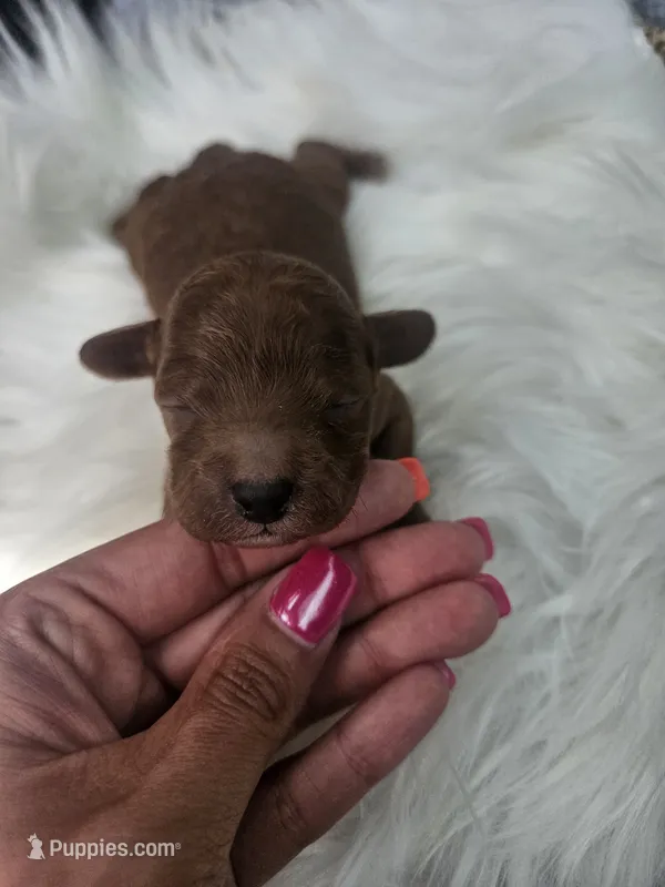 Sarge – Cavapoo puppy for sale in Crab Orchard, KY