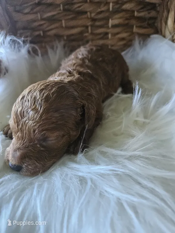 Gentry – Cavapoo puppy for sale in Crab Orchard, KY