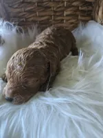 Gentry, a male Cavapoo for sale in Crab Orchard, KY – 1 of 7