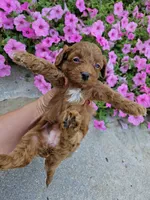 Grace, a female Cavapoo for sale in Crab Orchard, KY – 3 of 5