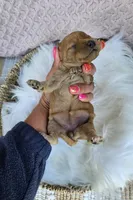 Molly, a female Cavapoo for sale in Crab Orchard, KY – 2 of 4