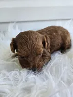 Cheif, a male Cavapoo for sale in Crab Orchard, KY – Photo 2 of 6