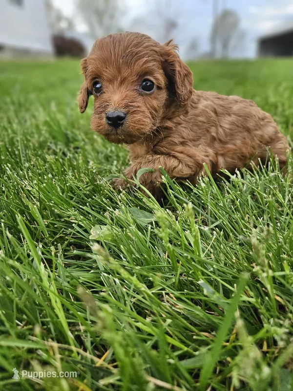 Cheif – Cavapoo puppy for sale in Crab Orchard, KY