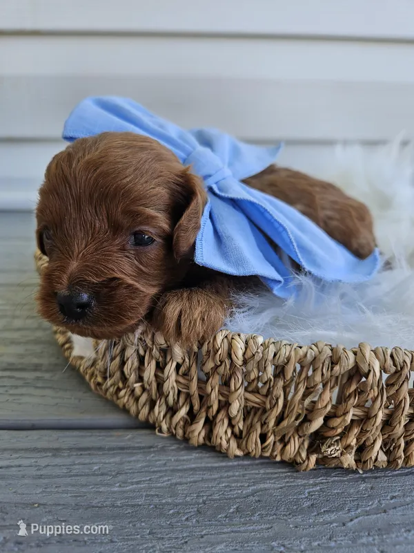 Cheif – Cavapoo puppy for sale in Crab Orchard, KY