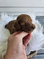 Cheif, a male Cavapoo for sale in Crab Orchard, KY – Photo 5 of 6