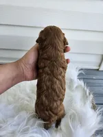 Cheif, a male Cavapoo for sale in Crab Orchard, KY – Photo 3 of 6