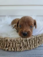 Cheif, a male Cavapoo for sale in Crab Orchard, KY – Photo 4 of 6