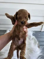 Cheif, a male Cavapoo for sale in Crab Orchard, KY – Photo 6 of 6