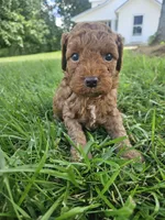 Stormy, a male Cavapoo for sale in Crab Orchard, KY – 3 of 5