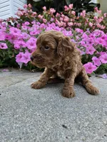 Grace, a female Cavapoo for sale in Crab Orchard, KY – 2 of 5