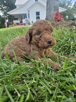 Silas, a male Cavapoo for sale in Crab Orchard, KY – 2 of 6