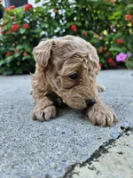 Winnie, a female Bichpoo for sale in Crab Orchard, KY – 4 of 6