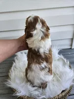 Allie, a female Cavapoo for sale in Crab Orchard, KY – Photo 6 of 6