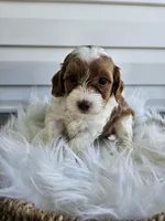 Allie, a female Cavapoo for sale in Crab Orchard, KY – Photo 3 of 6