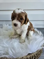 Allie, a female Cavapoo for sale in Crab Orchard, KY – Photo 5 of 6