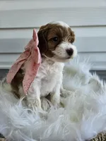 Allie, a female Cavapoo for sale in Crab Orchard, KY – Photo 1 of 6