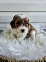 Allie, a female Cavapoo for sale in Crab Orchard, KY – Photo 2 of 6