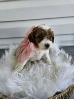 Allie, a female Cavapoo for sale in Crab Orchard, KY – Photo 4 of 6