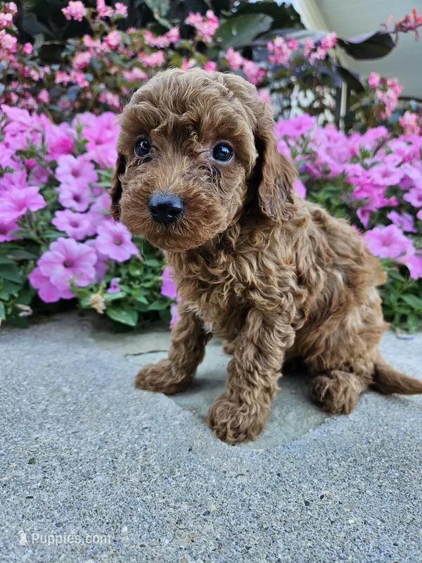 Griff – Cavapoo puppy for sale in Crab Orchard, KY