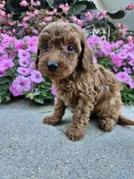 Griff, a male Cavapoo for sale in Crab Orchard, KY – 1 of 4