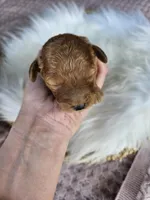 Waffle, a male Cavapoo for sale in Crab Orchard, KY – Photo 5 of 5