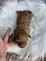 Waffle, a male Cavapoo for sale in Crab Orchard, KY – Photo 4 of 5