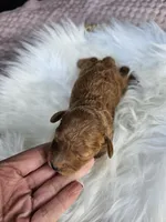 Waffle, a male Cavapoo for sale in Crab Orchard, KY – Photo 3 of 5