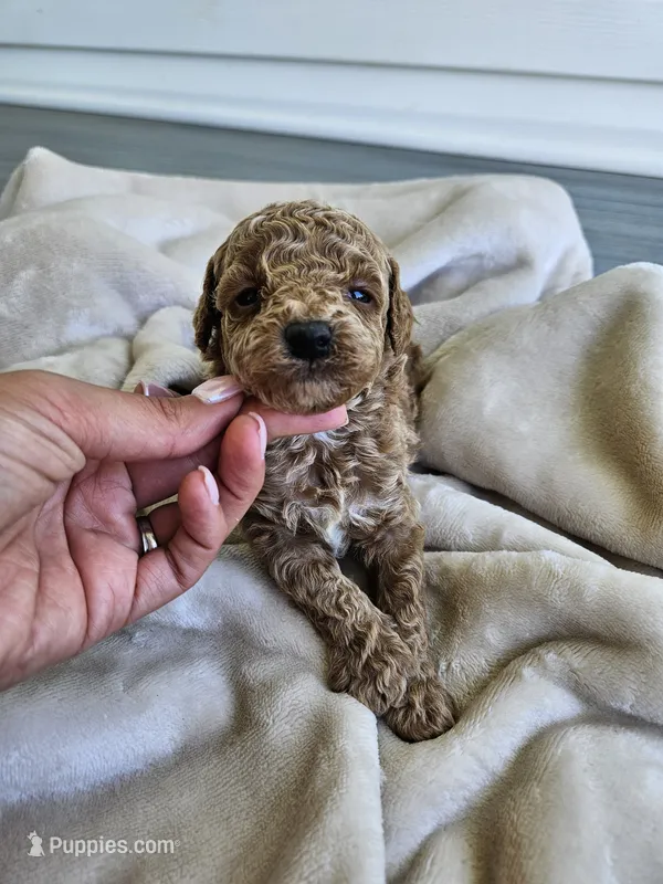 Jax – Cavapoo puppy for sale in Crab Orchard, KY