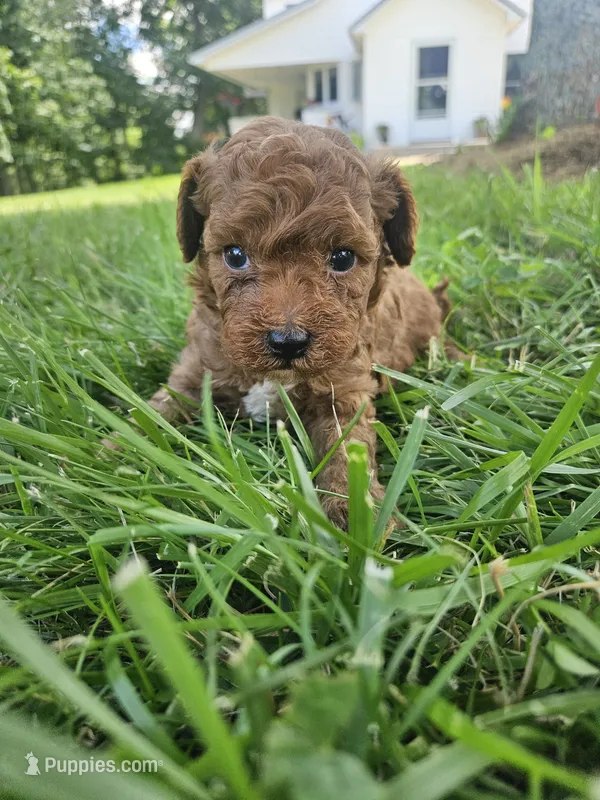 Sarge – Cavapoo puppy for sale in Crab Orchard, KY